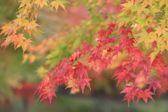 秋の彩り