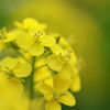 菜の花