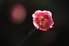 梅花