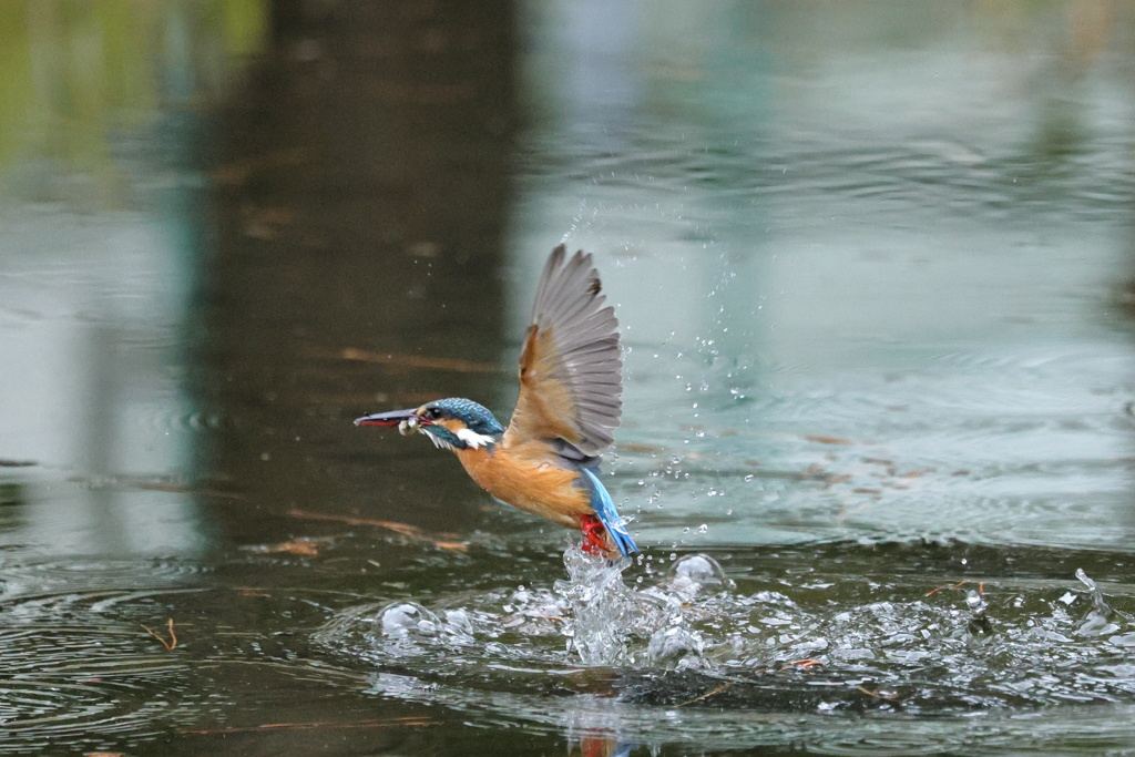 カワ子さんお魚ゲット