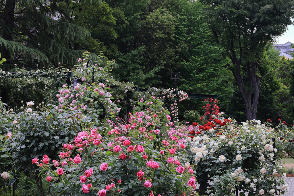 薔薇の園