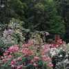 薔薇の園