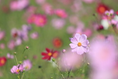 秋桜畑