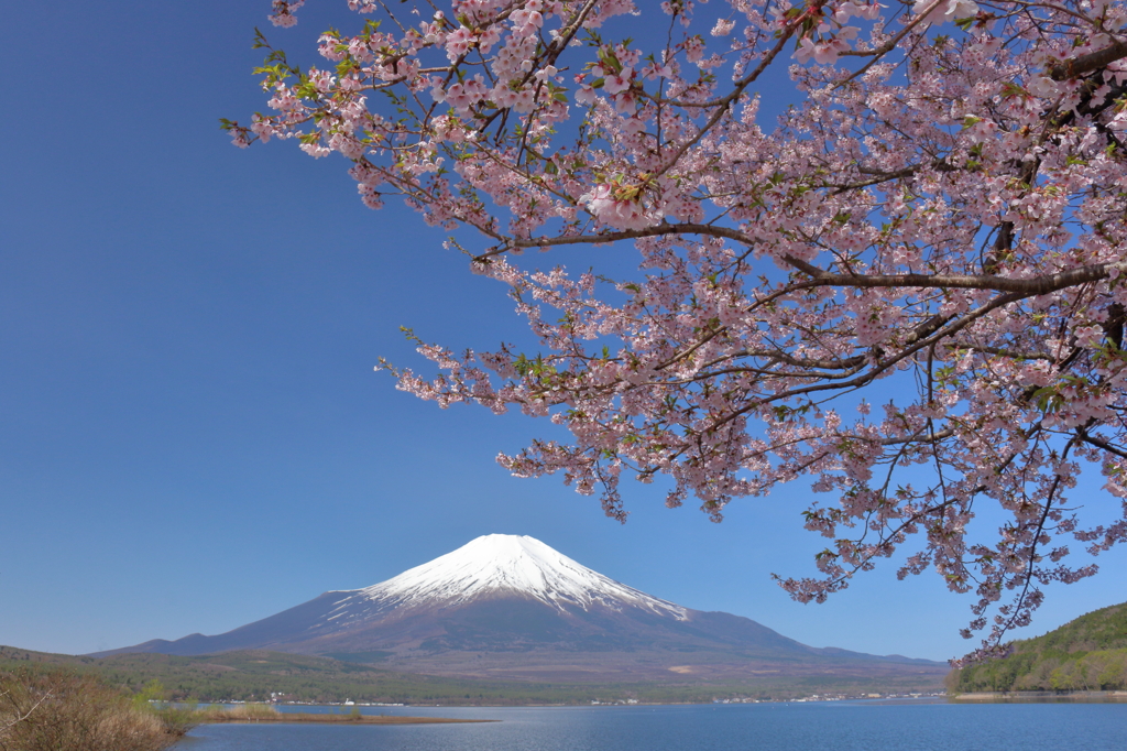 春の山中湖