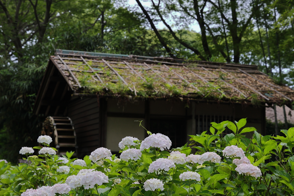 水車小屋と紫陽花