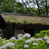 水車小屋と紫陽花