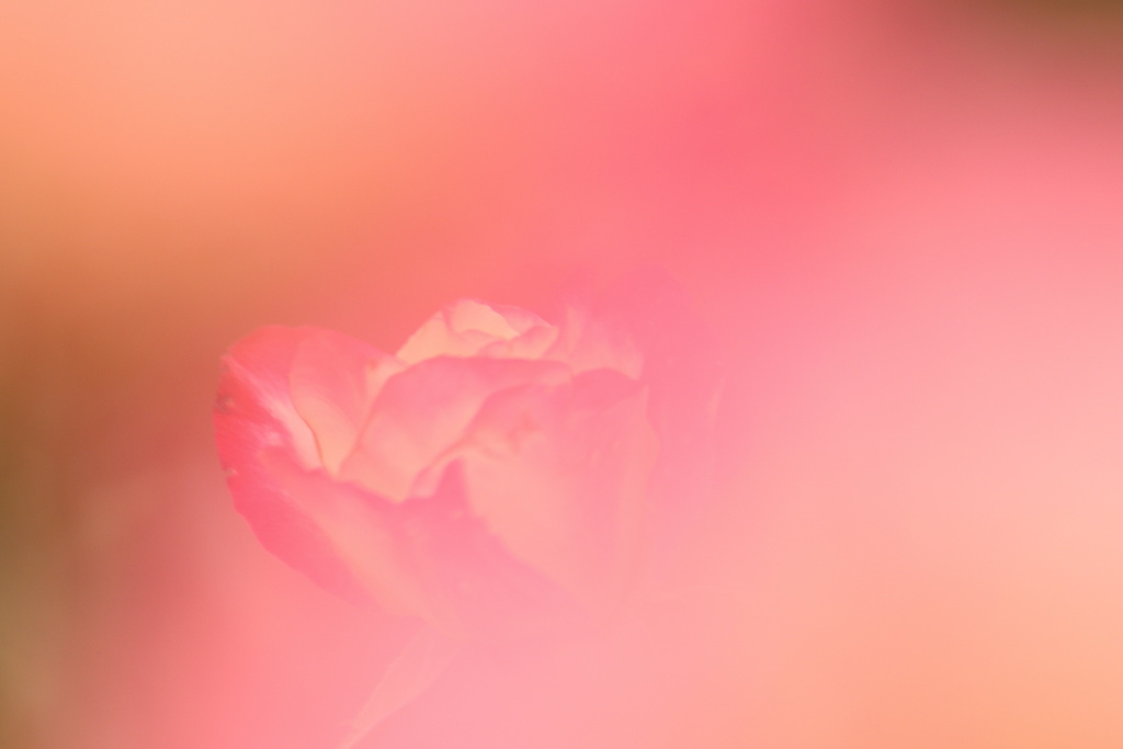 秋薔薇