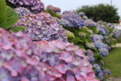 紫陽花の生垣