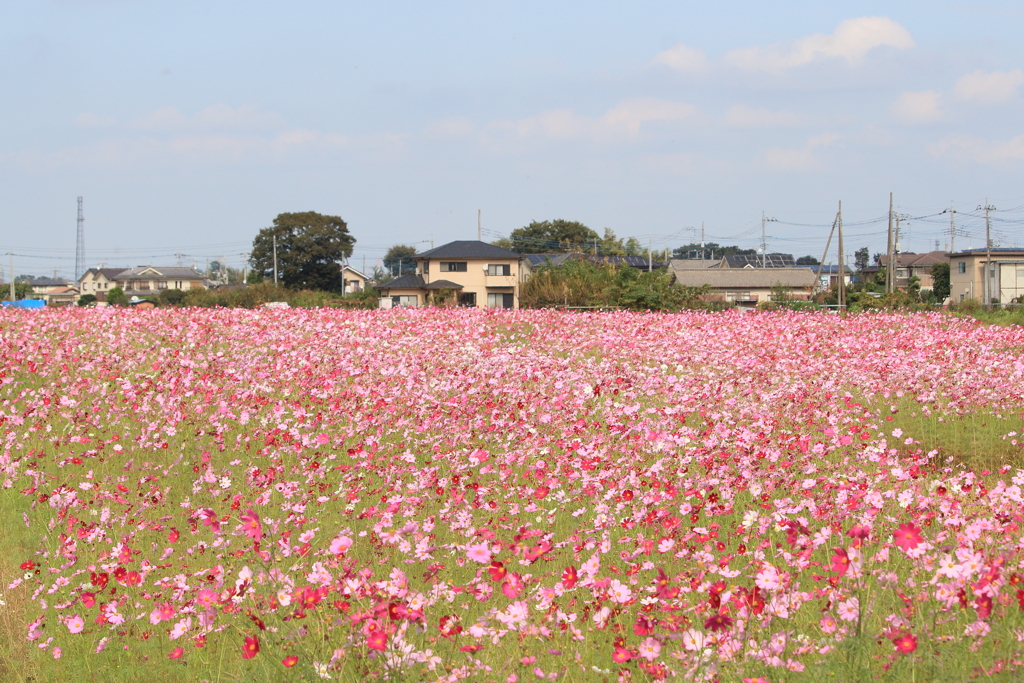 秋桜畑