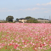秋桜畑