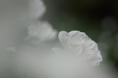 秋の白薔薇-2