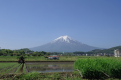 たくさん実ると良いね