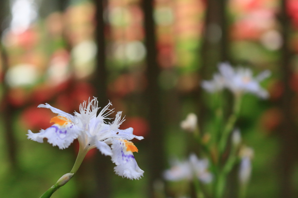 胡蝶花