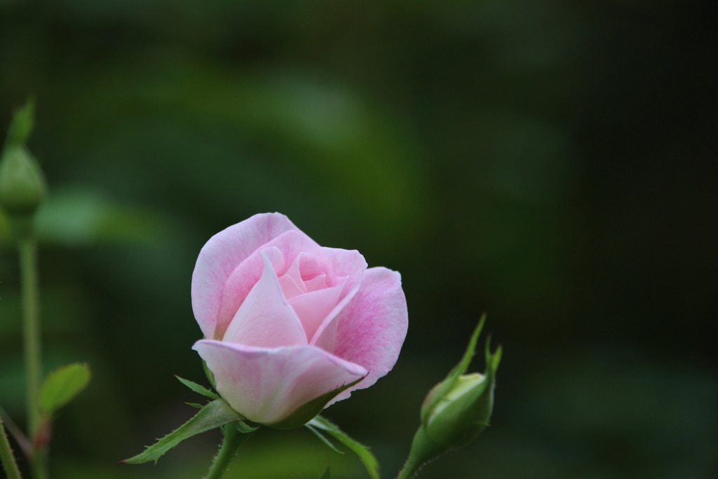 ピンク色の秋のバラ