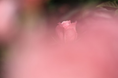 目覚め