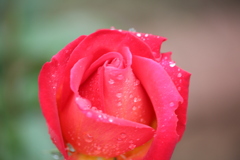 雨上がりの赤いバラ