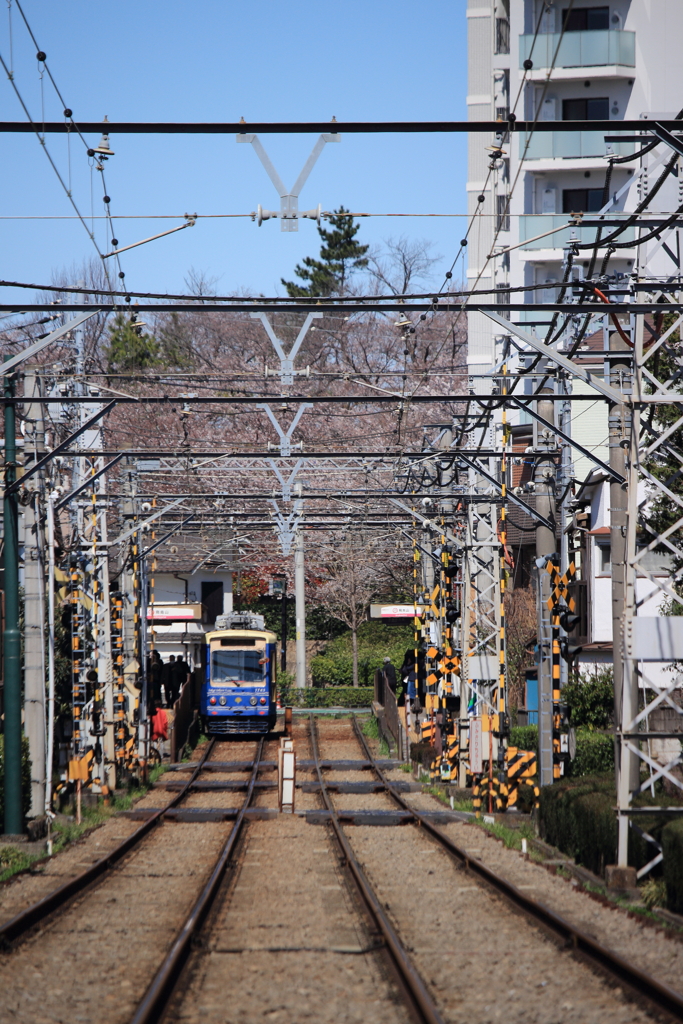 飛鳥山と東京さくらトラム