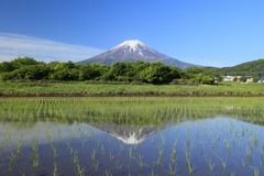 田植え完了