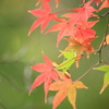 色付く紅葉-3