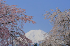 枝垂れ桜の間から