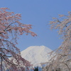 枝垂れ桜の間から