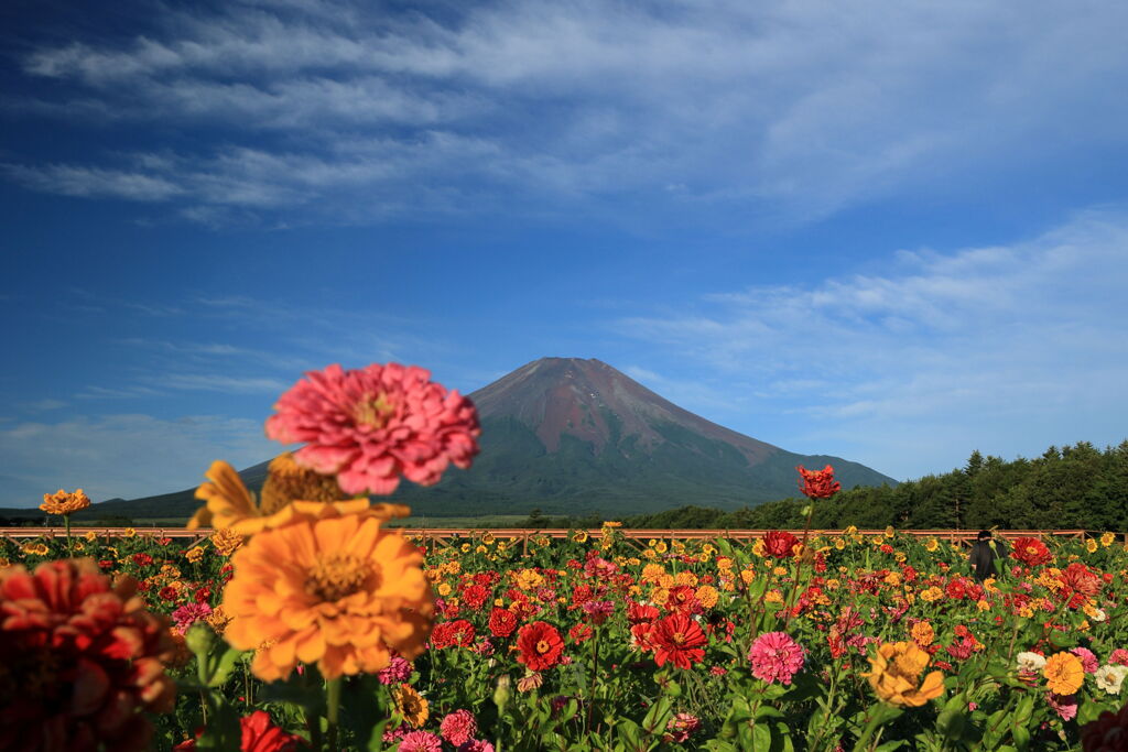 百日草と富士山