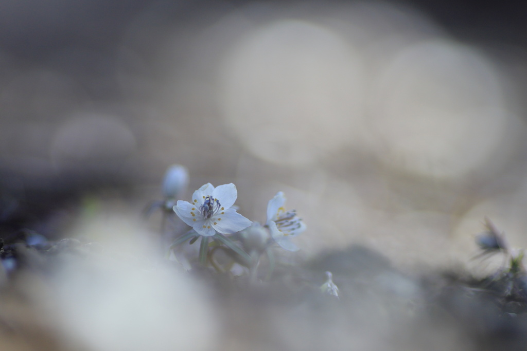 春が待ち遠しい