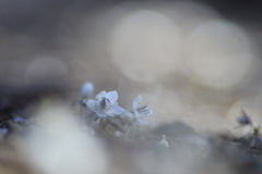 春が待ち遠しい