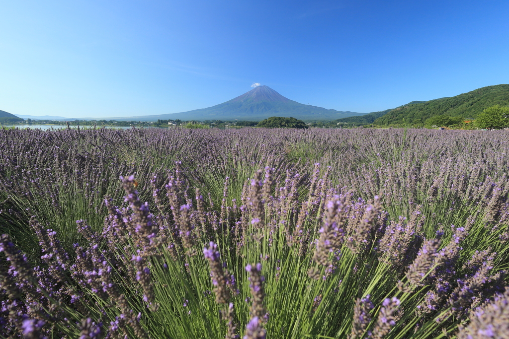 大石公園の夏景