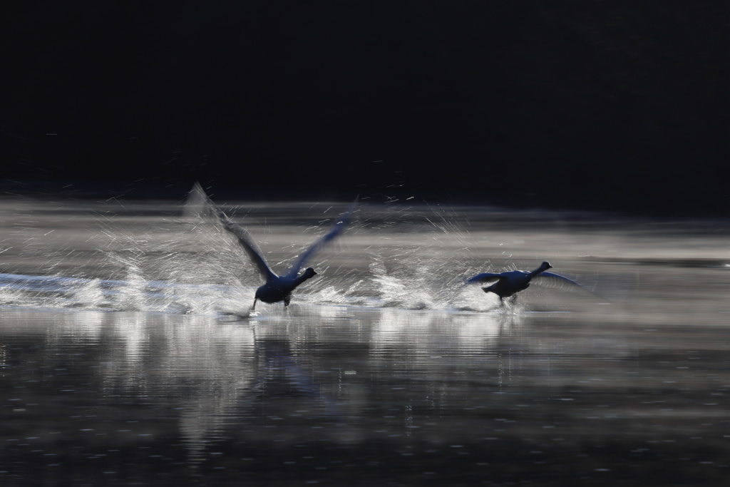 朝日を受けて走る