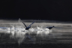 朝日を受けて走る