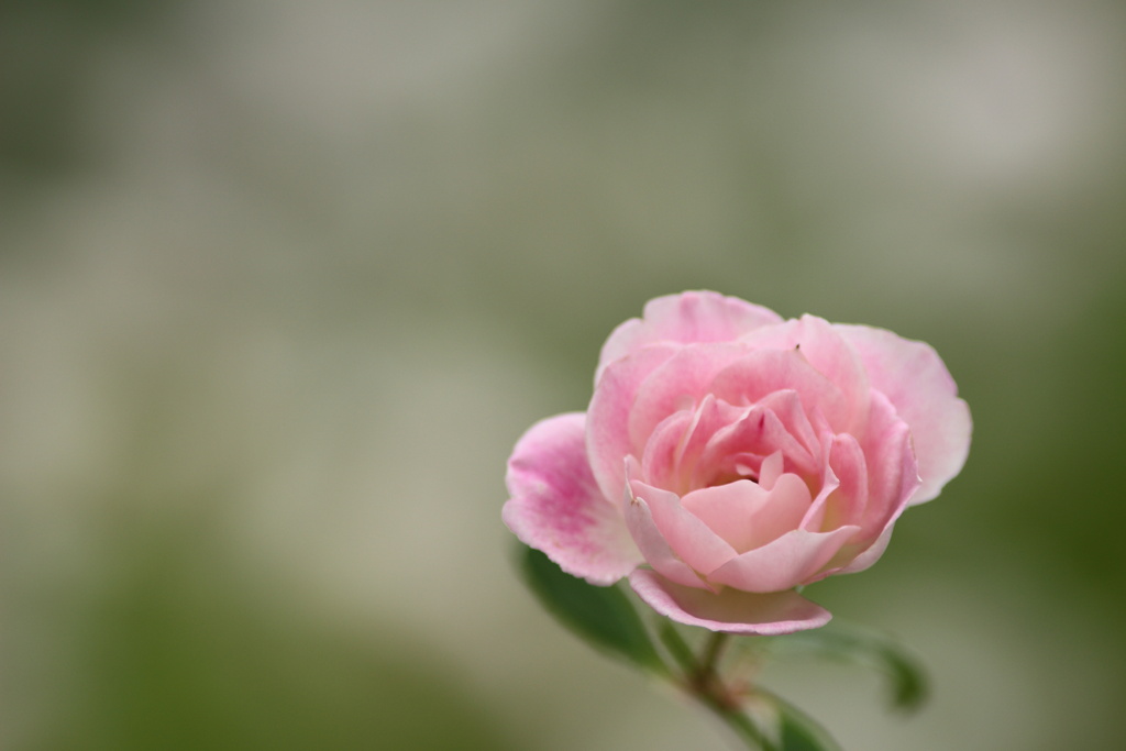 ピンクの秋薔薇