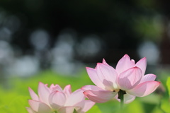 蓮花-3