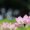 蓮花-3
