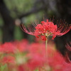 曼珠沙華