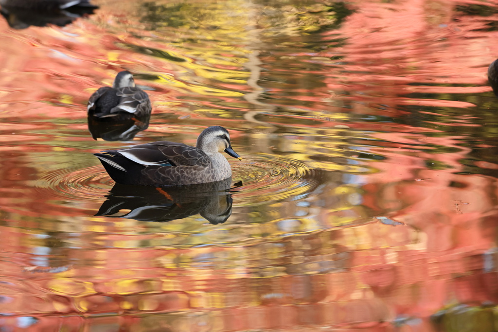 錦秋を楽しむ鴨さん