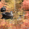 錦秋を楽しむ鴨さん