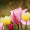 チューリップ-1