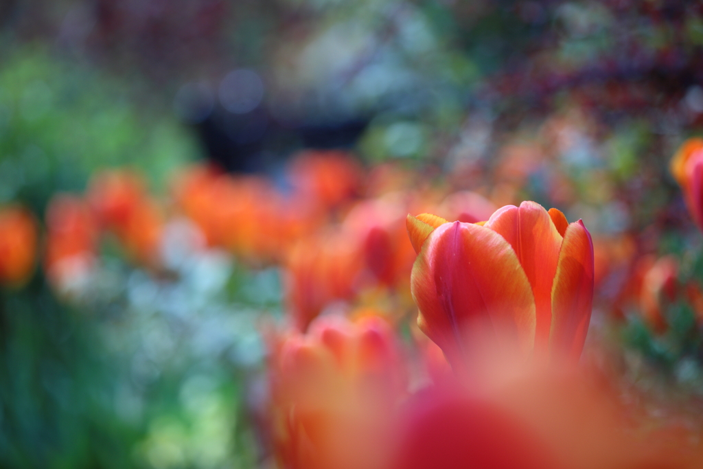 赤いチューリップの花壇