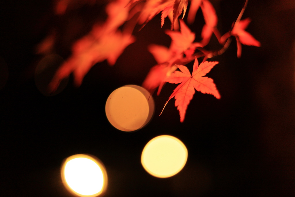 秋の灯り-2