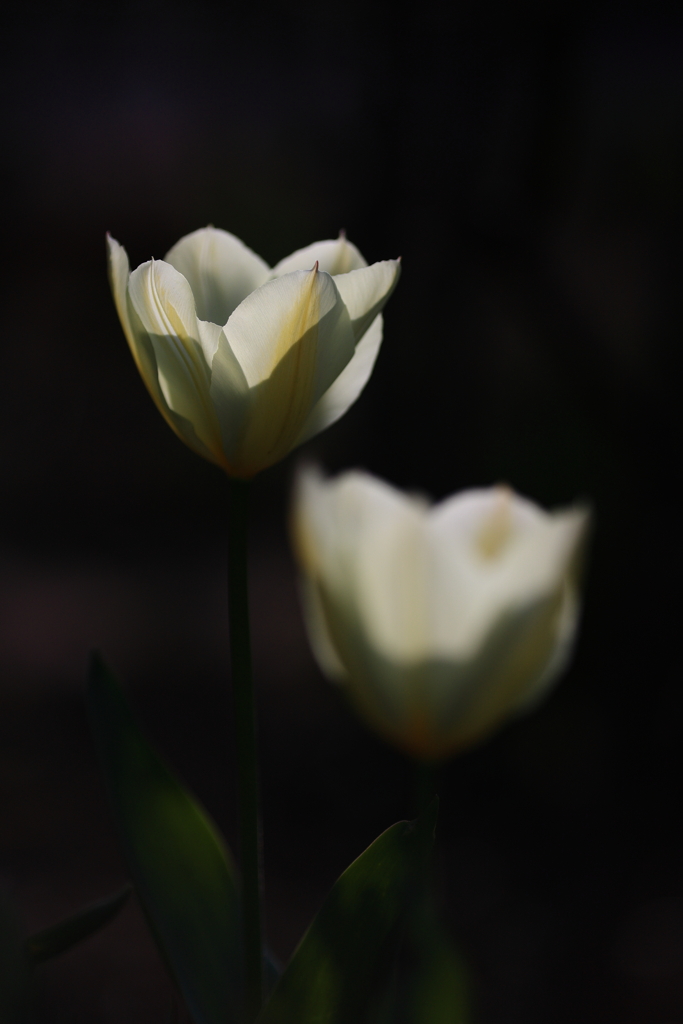 TULIP-2