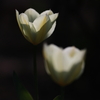 TULIP-2