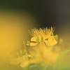 ビヨウヤナギ
