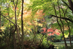 池の畔の秋景色