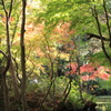 池の畔の秋景色
