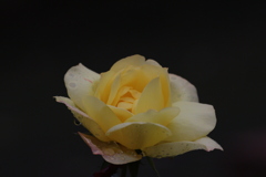 雨あがりの黄色いバラ（１）