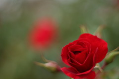 赤いバラ