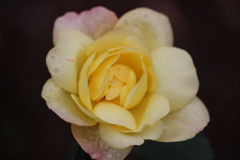 雨上がりの黄色いバラ（２）
