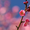 紅梅