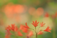 狐の剃刀